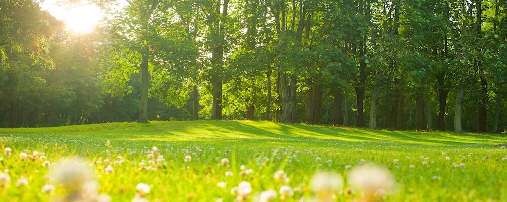 Park flowers in the morning