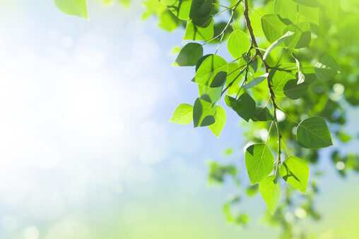 Tree branch with leaves in front of blue sunny sky